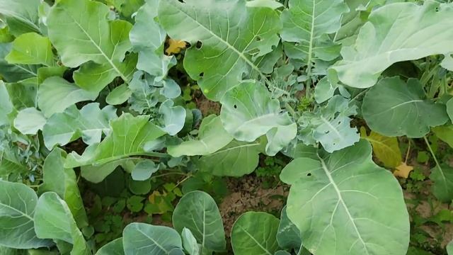 How to Get Rid of the Worms on your Broccoli and Cauliflower Plants? | Easy Way to Kill Worms смотреть онлайн