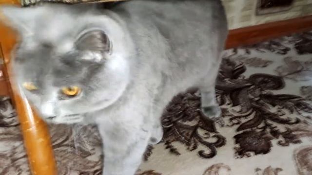 Симпатичный КОТ смотреть онлайн