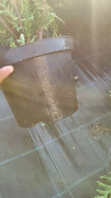 коротко временный дождь это не полив растений. смотреть онлайн