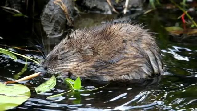 ОНДАТР ИНТЕРЕСНЫЕ ФАКТЫ смотреть онлайн