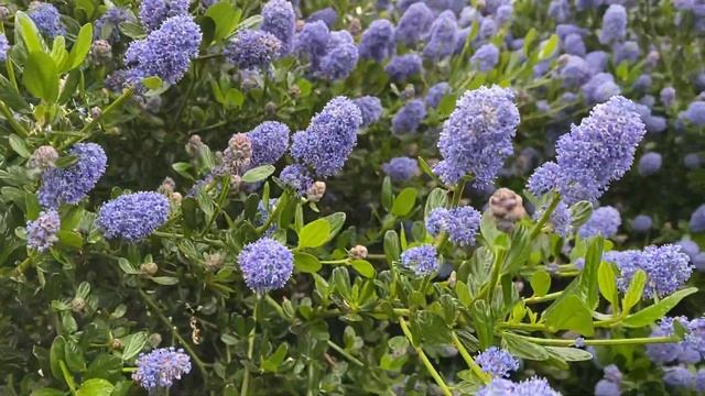 Ceanothus Victoria Hedge In Bloom