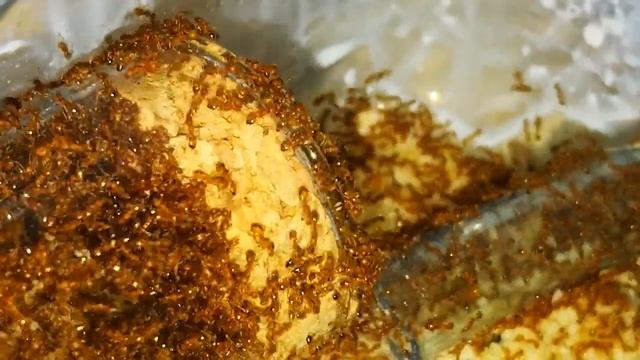 Monomorium pharaonis [mrówka faraona] podczas przeprowadzki смотреть онлайн