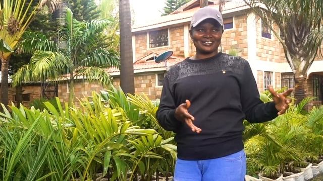 The Best Tropical Palm Garden In Western Kenya # Earn Money Enjoying Christmas Palm Trees смотреть онлайн