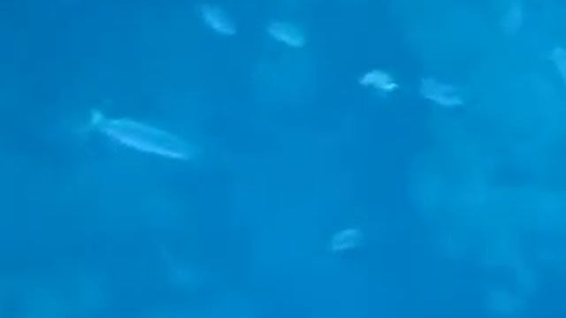 Barracudas @ Blue Hole, Dahab, Egypt смотреть онлайн