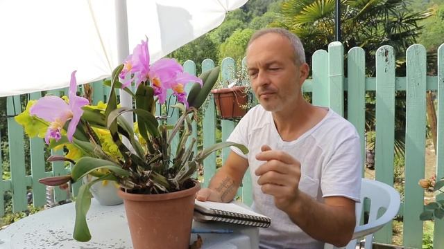Video 77 Il genere #Cattelya - Cattleya mossiae смотреть онлайн