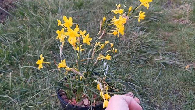 Narcissus Twinkling Yellow, a dwarf and fragrant Jonquil daffodil, with a very aromatic scent смотреть онлайн
