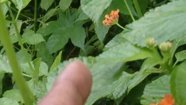 Junonia almana butterfly with beautiful wings смотреть онлайн