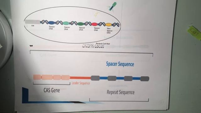 Personal Project: CRISPR Cas9 Modification CCR5 смотреть онлайн
