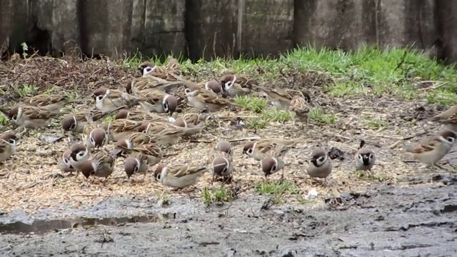Воробьи смотреть онлайн