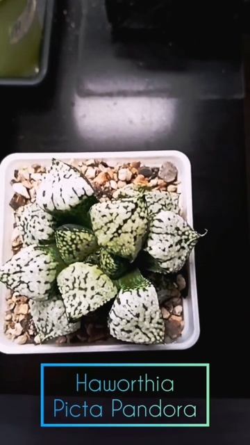 Haworthia Picta Pandora #shorts #растения #haworthia #хавортия #суккуленты #succulent смотреть онлайн