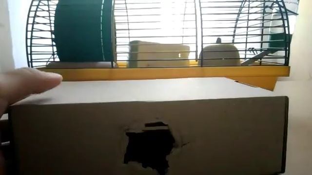 Коробка для вашего хомячка. Удобно, быстро, економно! смотреть онлайн