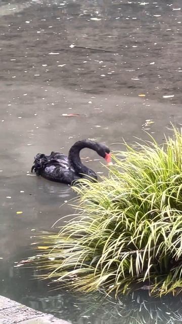 GREENVILLE ZOO SC. Черный лебедь в озере. Black swan in the lake.ЗООПАРК. смотреть онлайн