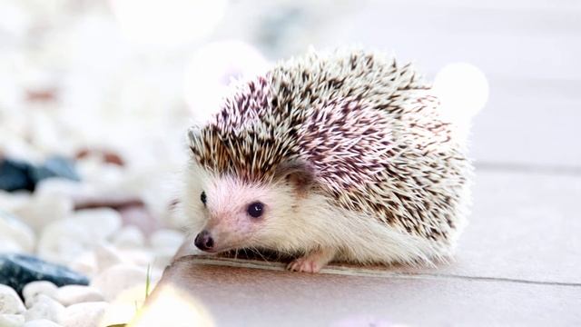 Добрый слон смотреть онлайн