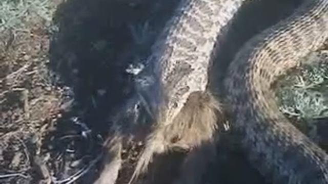 Змея ест мышь смотреть онлайн