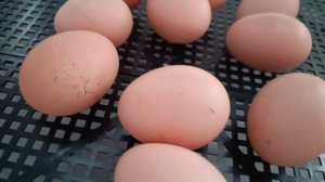 Три раза забыла закрыть инкубатор  Инкубатор НЕСУШКА 63,мой опыт