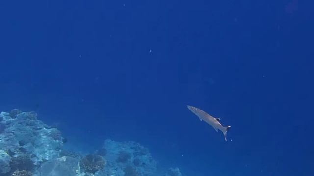 юные барракуды у Zahabia Beach смотреть онлайн