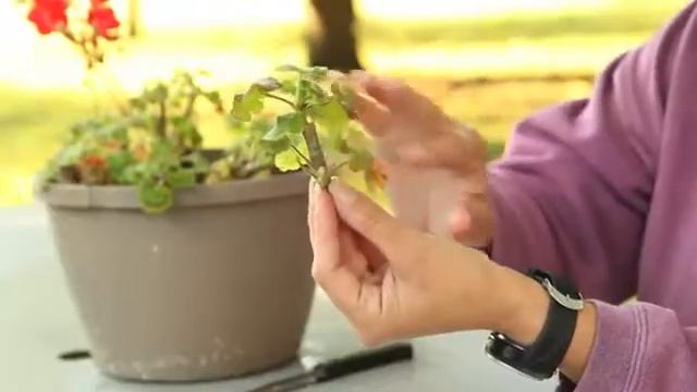Easy Way to Propagate Geraniums смотреть онлайн