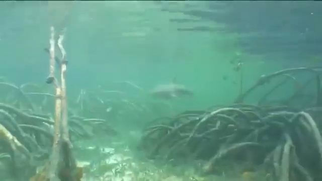 Crocodile Island смотреть онлайн