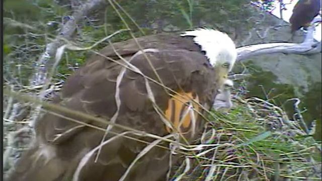 PH K26 Brings In Tall Grass 11am 4 24 2012 смотреть онлайн