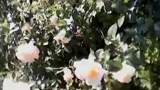 Растительный и животный мир смотреть онлайн