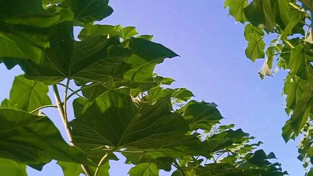 #pavlovniya_olami. Павловния навлари ичида енг тез усадиган Нави кайси? смотреть онлайн