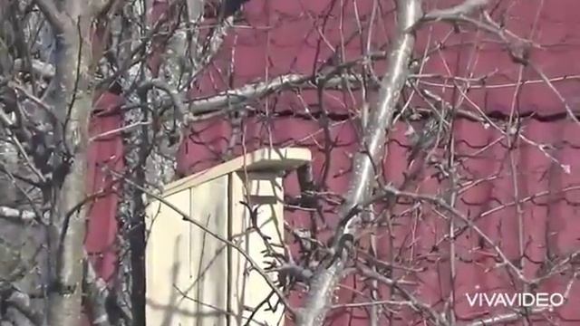 Новоселье у скворцов