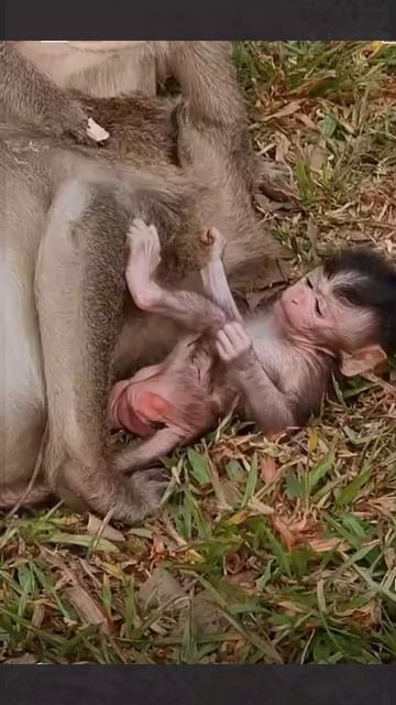 У макаки Мэри пополнение в семье. 1000046676.mp4 смотреть онлайн