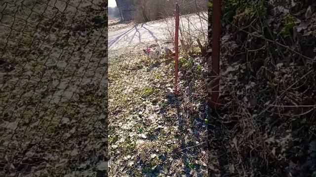 2 МАРТА В БЕЛАРУСКОЙ ДЕРЕВНЕ НА САМОМ КРАЮ! Поставщик Яиц нашего Двора, вместе со своими Курочками смотреть онлайн