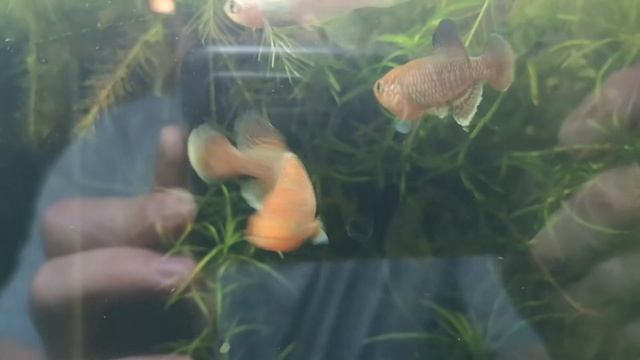 Nothobranchius kafuensis Kayuni ZAM 09-1 смотреть онлайн