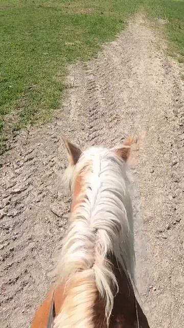 Riding by happy grazing horses!🥰 #drafthorses #workinghorses #belgian смотреть онлайн
