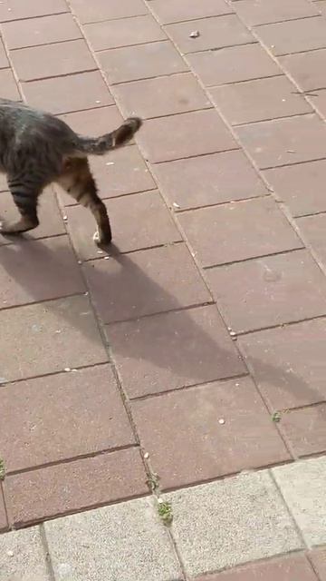 Кошки гуляют хвосты поднимают 😸 Funny Cute Nice Cats 😻 Lustige Katzen 面白い Gatos Engraçados Gracioso