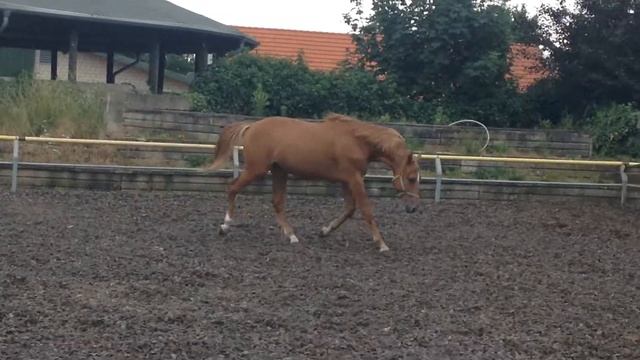 Landsberg 2 Jähriger Trakehner Hengst Video 3 смотреть онлайн
