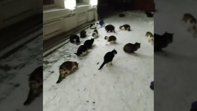 Блогер показала реальное число котов Зеленоградска смотреть онлайн