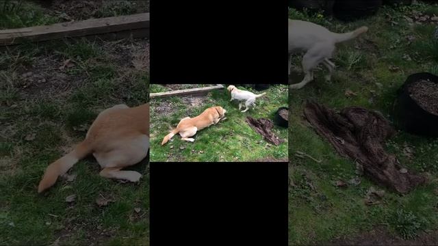 The day we adopted Sig. The son of our yellow Labrador, Bo’s. смотреть онлайн