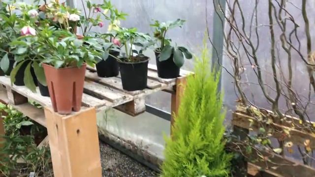 VISITE- Helleborus garden Como (Althea Helleborus). смотреть онлайн