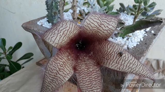 Flor de stapelia gigantea cacto estrela stapelia gigantea смотреть онлайн