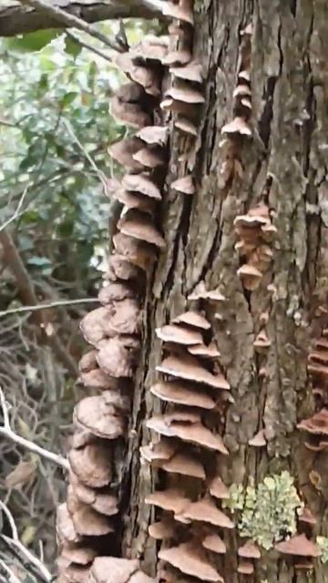 Forest Treasures: Mushrooms Growing On Pine Bark смотреть онлайн