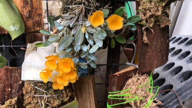 迷你可愛的石斛蘭 黃金色的錢幣石斛 /Dendrobium jenkinsii blooming смотреть онлайн