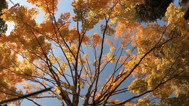 Autumn Trees 4K and Jazz Music to Study, Work, Chill смотреть онлайн