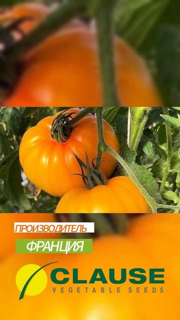 Томат Мадрид #short #shorts #томат смотреть онлайн