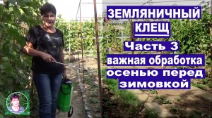 Земляничный клещ Часть 3-важная обработка осенью перед зимовкой