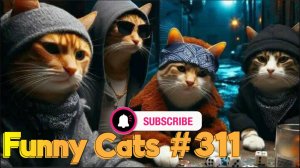 Смешные коты #311