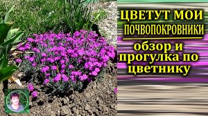 Мои цветущие почвопокровники  Кородкая экскурсия по цветнику в апреле