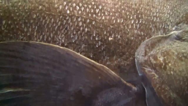 ライギョダマシ　Antarctic toothfish　Dissostichus mawsoni　標本　Specimen смотреть онлайн