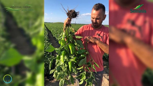 Ardei capia TONTON F1 SEMINIS смотреть онлайн