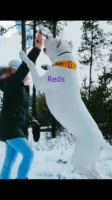 Lineage 2 развитие чаров