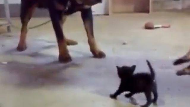 Бесстрашный Коте!!!! ЖЕСТЬ смотреть онлайн