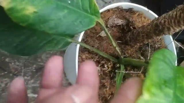 Rhaphidophora Foraminifera Variegata - Fazza Nursery | Popular Plants