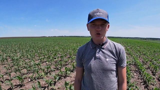 Демополе ТОВ «Сингента» на базі господарства ТОВ «АПК УКРАЇНА» 12-13.06.2020 смотреть онлайн