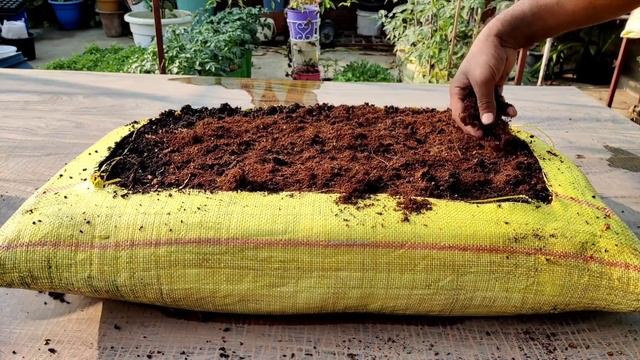 Coriander grow in usless plastic cement bag (big harvesting) смотреть онлайн